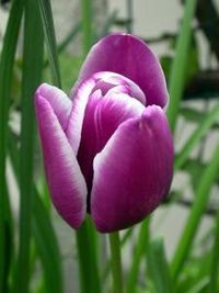 medium_tulipe.jpg